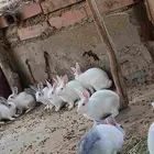 ارانب للبيع