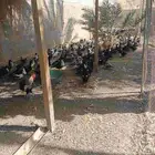 بط بلدي بياض الصحه 100 100واخده جميع التطعيمات العلف راسكو