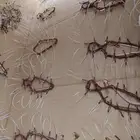 شبك لطرح الصقور