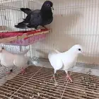 حمام صنعامي