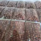 صقعي
