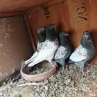 زوج بكستاني بيور مع عياله