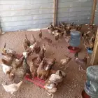 دجاج بلدي بياض وديوك رماح