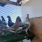 حمام شامي كش