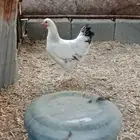 دجاجه براهما