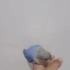 عصفور روز طفرة اوبلاين الواحد وصل100