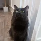 للتبني قط شيرازي