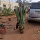 صبارات عدد 1000 احجام مختلفة