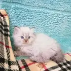 كتن انثي هملايا المتميزه