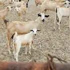 معزا بيشية