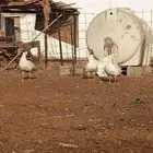 للبيع وز المظيلف