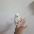 روز جوز البينو الجوز منتج