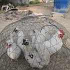 دجاج حباحب