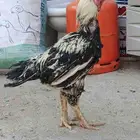 ماشاءالله تبارك الرحمن ديك فارسي حار جدا  على السوم