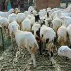 رخيل للبيع   صحه سليمه عمر اربعه خمسه شهور نضيفه العدد 50