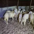 حريات الضاحيه يوجد تابي