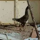 دجاج باكستاني شامو الماني