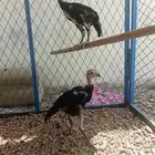 صيصان باكستاني مهجن سامر الماني