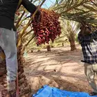 تمر حلوه تيماء طازج الاان