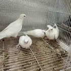 حمام قمري