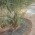 نخيل مثمر خلاص صقعي مصيف نوايع نوادر قديم