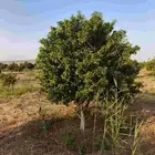 نخل واشنطني نخل عربي زيتون ليمون حمضيات مثمره برتقال