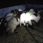 تابي تمار ذبائح نعيمي وحريات وتيوس