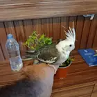 كروان للبيع انثى