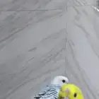 طيور حب وليفات مفطومه