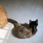 كتن لتبني