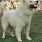 كلب ساموايد (Samoyed) ذكر مستوا توب التوب