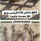 قطع شاص 79كل الي بالصور موجوده يوجد قطع اخري