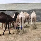حشوان نظاف سمان فيها الكبير والوسط واللي يجي ما نقصر معه