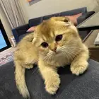 قطه سكوتش انثى