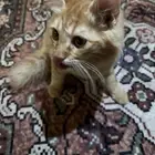 قط للتبني