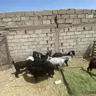 المويلح