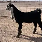 تيس عارضي مشروع فحل