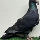 تم البيع خارج الموقع