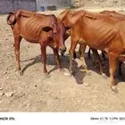 بقر رعويات متابيع بفحلها