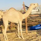 بنت مبلش ولد سهم