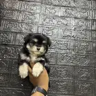 كلاب مالتيبو