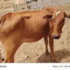 بقره تحتها أنثى