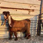 صخل عارضي ملاوين فاخر