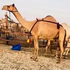 هجن خلفه بنتها جاهزه لي الرابط