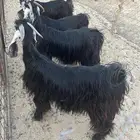 جفرات عوارض