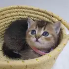 قطط كيتن سكوتش ذكور واناث