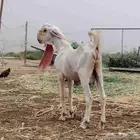 ماعز هولندي. حجازي تيس 4 ماعز دفيع