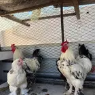 برهما