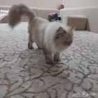هملايا قط للبيع