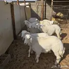 للبيع حريات العمر اربع شهور ونص الصحة ممتازه العدد 8
